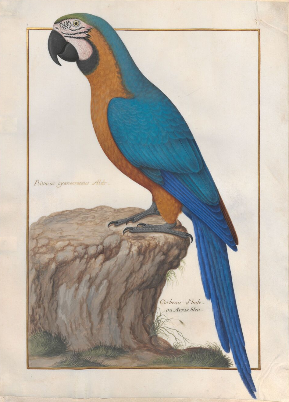 « Psittacus cyanocroceus Aldr. / Corbeau d'Inde ou Arras bleu »